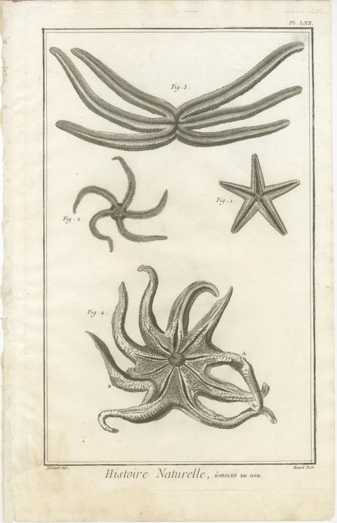 Decorative Antique Marine Prints, Pair of Starfish & Echinoderms, c.1770, view 3
