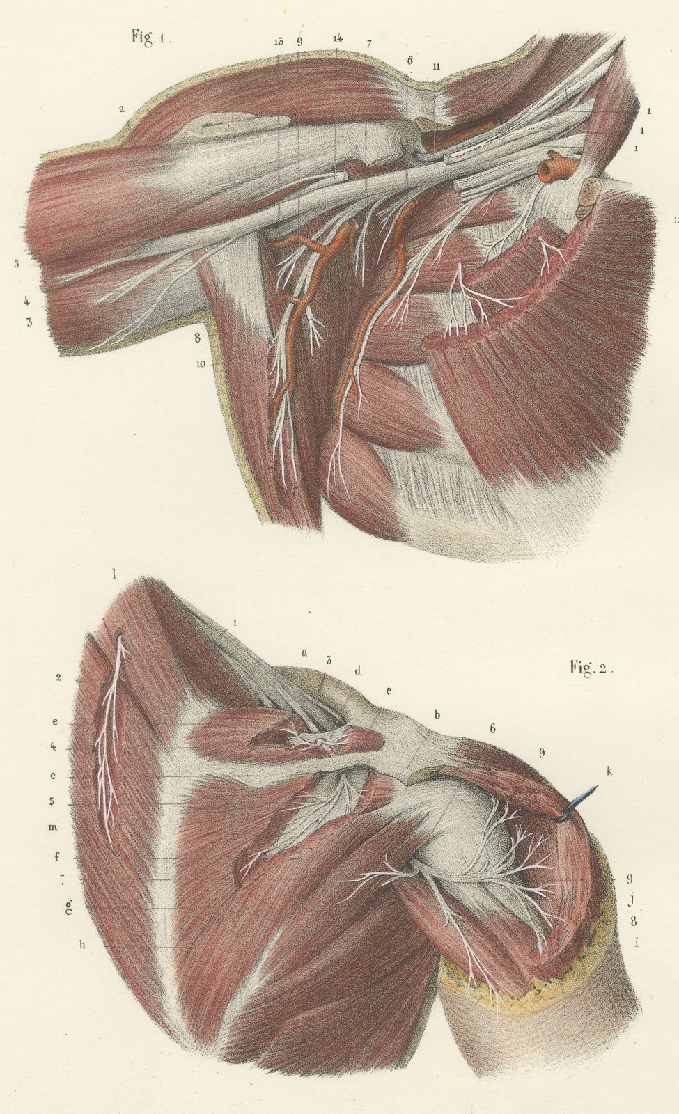 The Axilla and the Cords of the Plexus, Antique Hirschfeld Anatomy Print, 1866