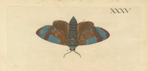 Moth Metamorphosis Dedicated to Earl of Cardigan, 1724, close-up 4