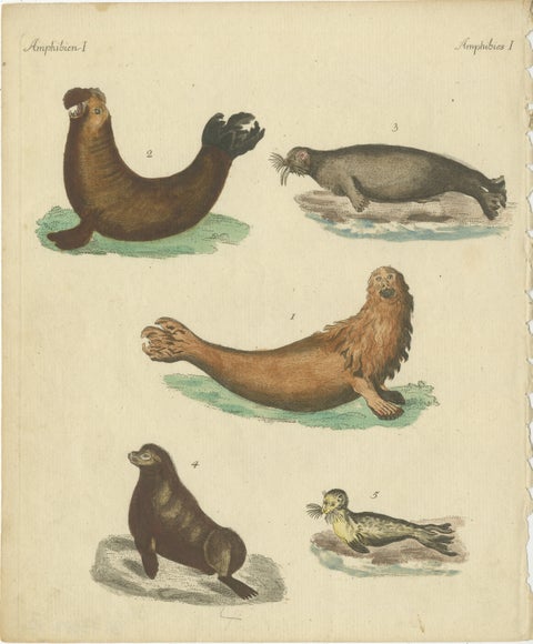Antique Handcolored Engraving of Seals and Amphibious Creatures, c.1800, view 2