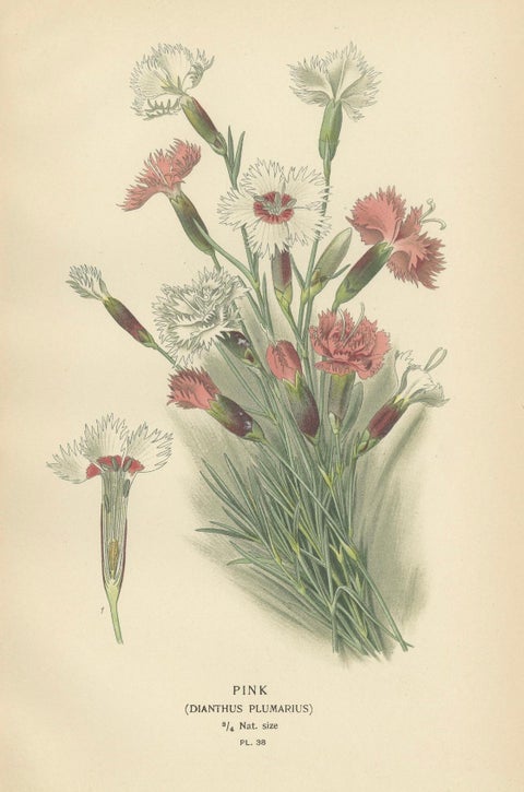 Edwardian Blossoms: A Triptych of Garden Elegance, 1896, close-up 1
