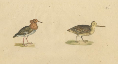 Shorebirds, Jacana & Water Rail Pair, Brodtmann Hand-Colored Lithographs, 1816, close-up 4
