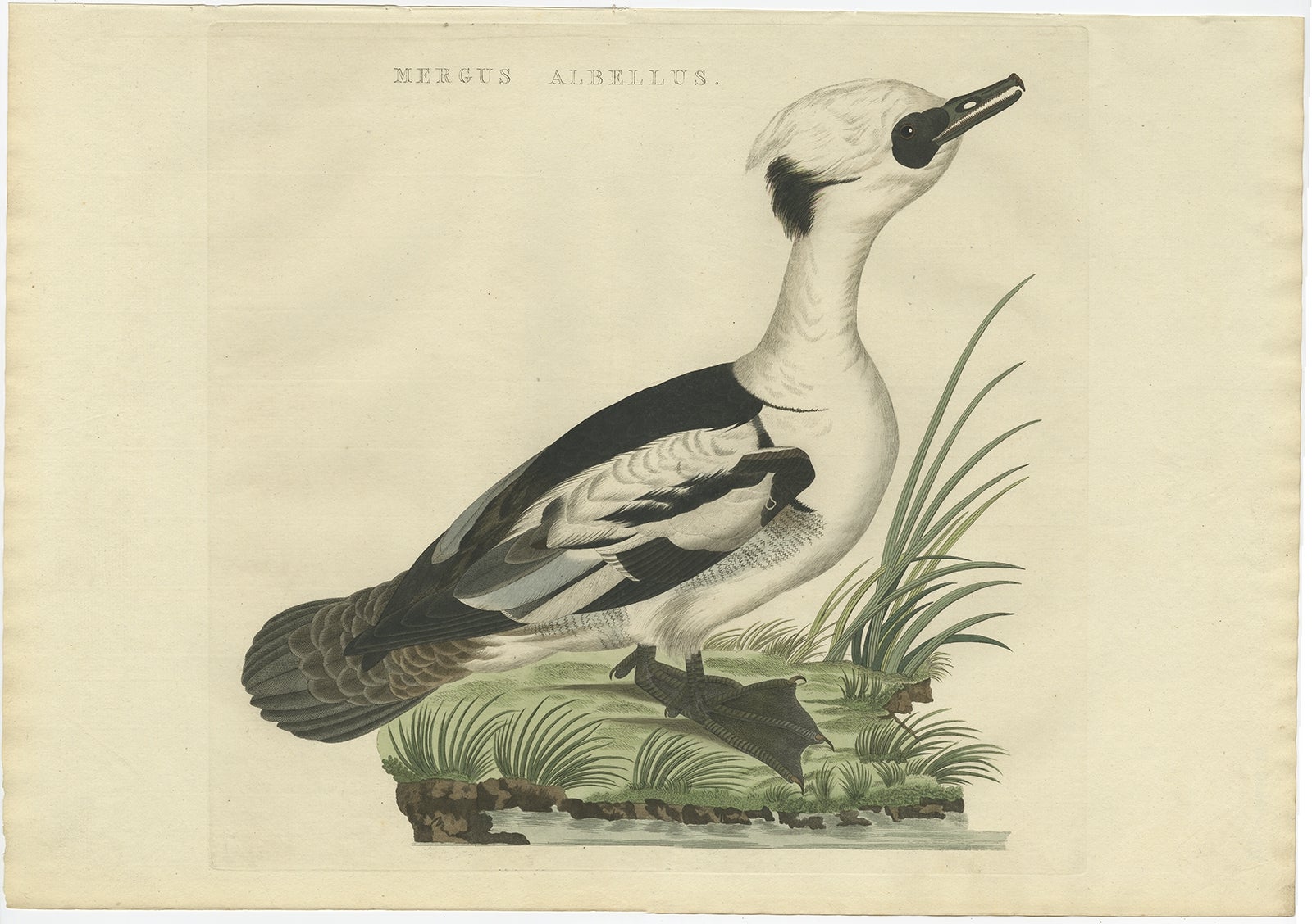 Smew Duck, Antique Dutch Bird Print by Sepp & Nozeman, Hand-Colored, circa 1809