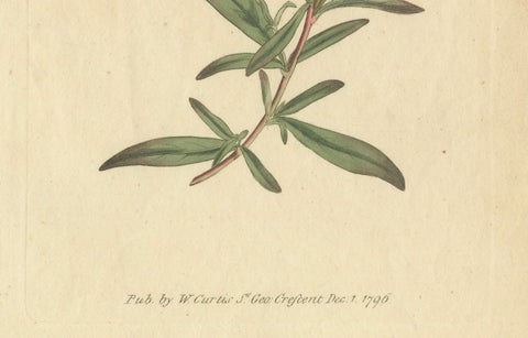 Botanical Engraving of Yellow Loosestrife (Lysimachia) - Rare 1796 Floral Print, close-up 3