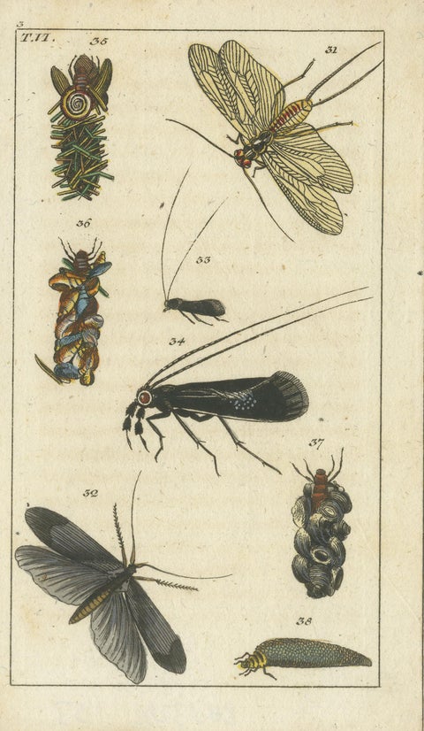 Small Natural History Prints: Insects and Life Cycles in Exquisite Detail, 1832, view 4