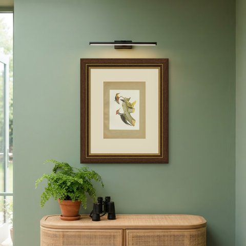 Large Woodpeckers, Brazilian Bird Print, Descourtilz, 1944, shown framed on a wall