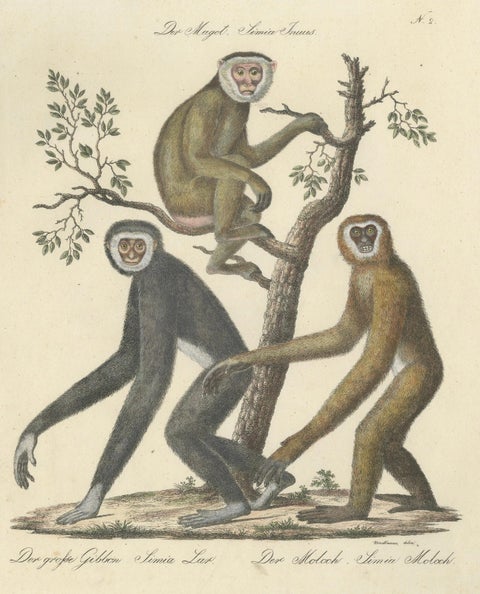 Antique Gibbons & Monkeys Lithograph by Karl Joseph Brodtmann, 1816, close-up 1