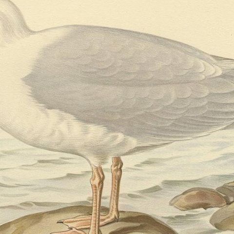 Antique Bird Print of the Glaucous Gull 'Male' by Von Wright, 1929, close-up 2
