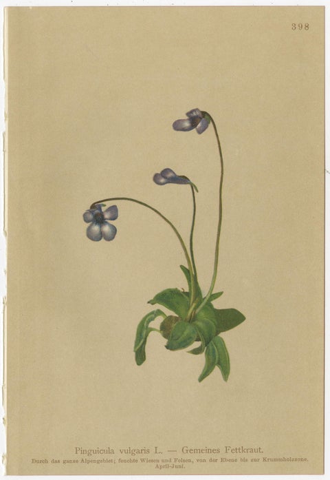 Antique Alpine Botanical Chromolithographs, Set of 4 Small Prints, Germany 1897, view 3
