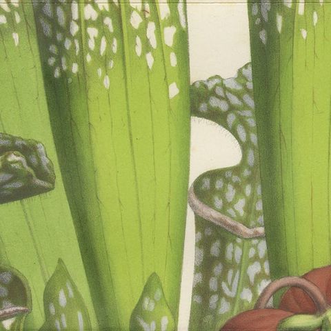 Drummond's Pitcher Plant: Hand-Colored Lithograph by Louis van Houtte, 1855, close-up 5