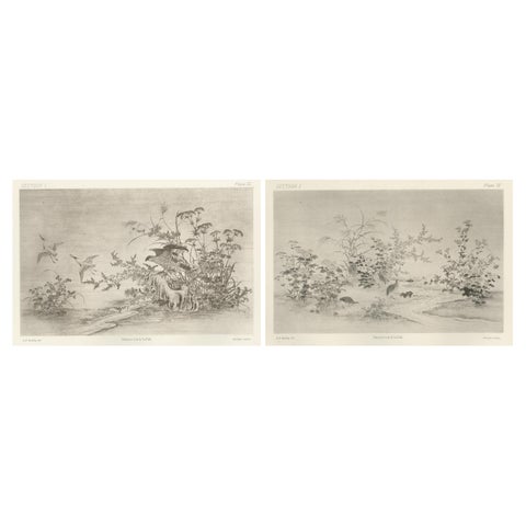 Japanese Nature Scene Prints: Delicate 19th-Century Botanical & Bird Etchings