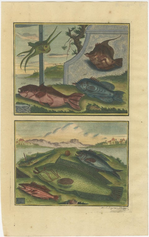 Set of 8 Colored Antique Prints of Various Fishes and Crustaceans, view 5