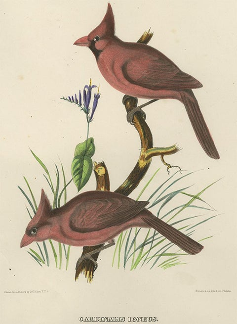 Antique Bird Print of Northern Cardinals Made After D.G. Elliot, 1869, view 2
