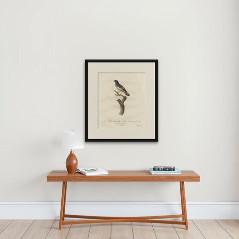 1807 American Redstart Illustration - 'Le Moucherolle doré mâle' Old Bird Print, shown framed on a wall