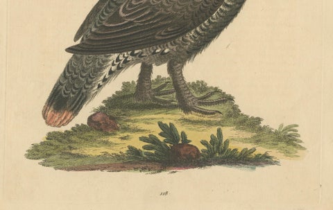 The Black and Spotted Heath Cock: An Original Hand-Colored Engraving, 1746, close-up 3
