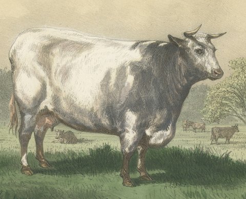 Emilie, Durham Shorthorn Cow of Corbon, Antique Print, 1873, view 3