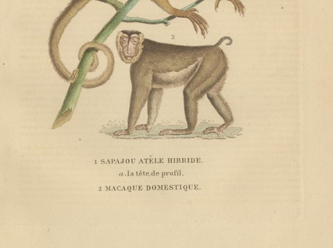 Antique Primate Engraving of a Sapajou Atèle Hybride and Macaque Domestique 1825, close-up 2