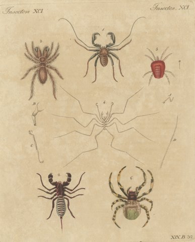 Whip Scorpion, Tarantula and Red Mite, Antique Bertuch Print, circa 1820