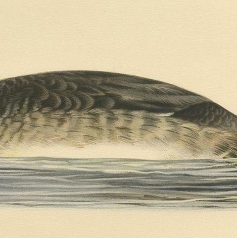 Antique Bird Print of a Young Great Crested Grebe by Von Wright, 1929, close-up 2