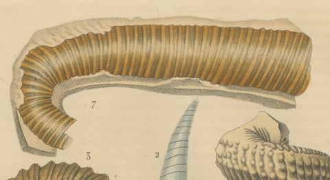Ancient Marine Life: Handcolored Fossils of Cephalopods and Corals, 1845, close-up 4