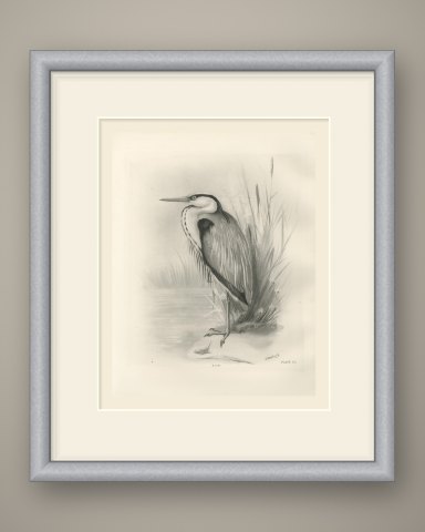 Gray Heron Standing by Reeds, Plate CL after Lilian Medland, c. 1909, shown framed
