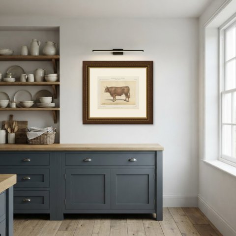 Limousin Ox, French Cattle Breed, Antique Chromolithograph by Borie, 1863, shown framed in a room