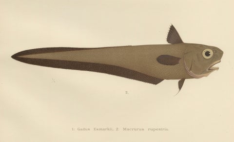 Esmark's Cod and Grenadier Fish - Rare and Striking Scandinavian Litho, 1895, close-up 3