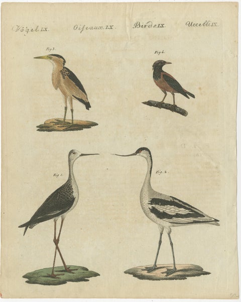 Antique Print of Various Birds Including the Little Bittern, view 2