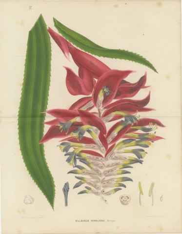 Billbergia Moreliana, Bromeliad in Flower Chromolithograph Plate II, 1859, view 2