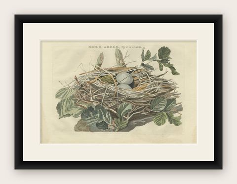 Antique Bird Print of the Nest of a Black-Crowned Night Heron, 1789, shown framed
