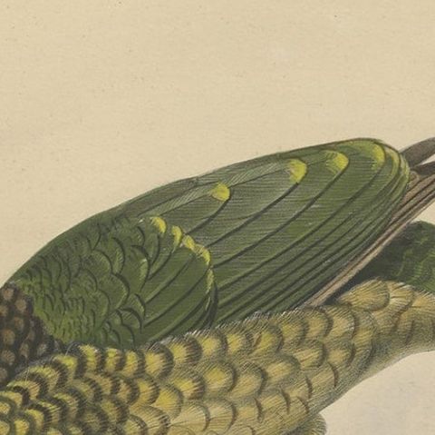 Antique Bird Print of the Black-Cheek Cat Bird by Elliot, c.1873, close-up 1