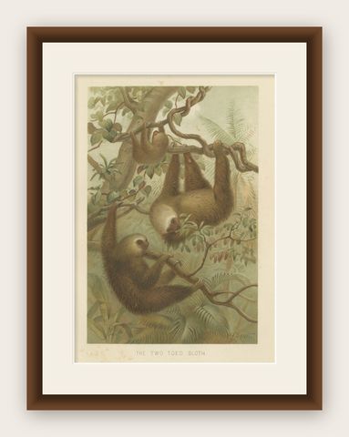 Two-Toed Sloth, Antique Natural History Chromolithograph, 1894, shown framed