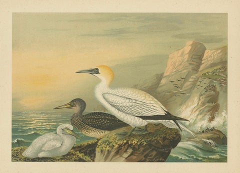 Antique Bird Print of Northern Gannets on Cliffside at Sunset, 19th Century, close-up 5