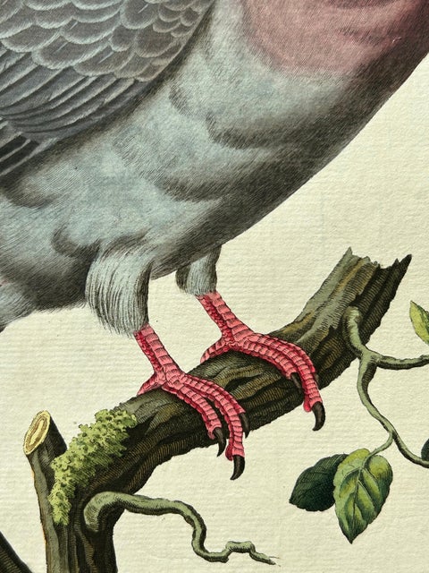 Stock Dove, Columba Oenas, Nozeman & Sepp Antique Bird Print, c.1829, view 4