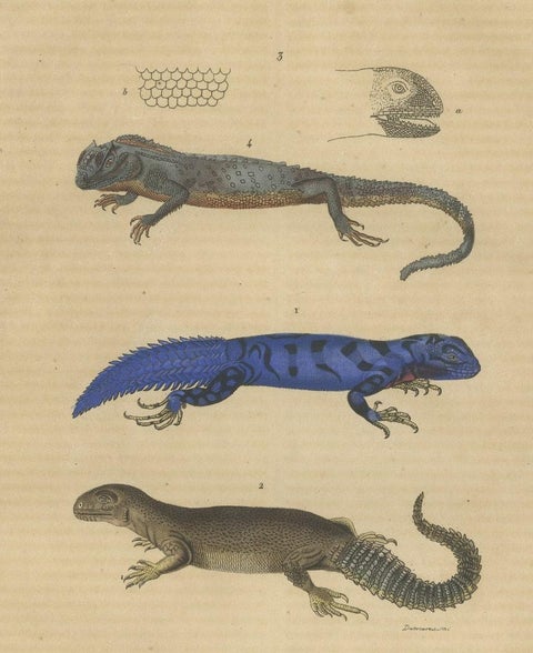 Old Hand-colored Print of Lizard species, Head and Scale, close-up 1