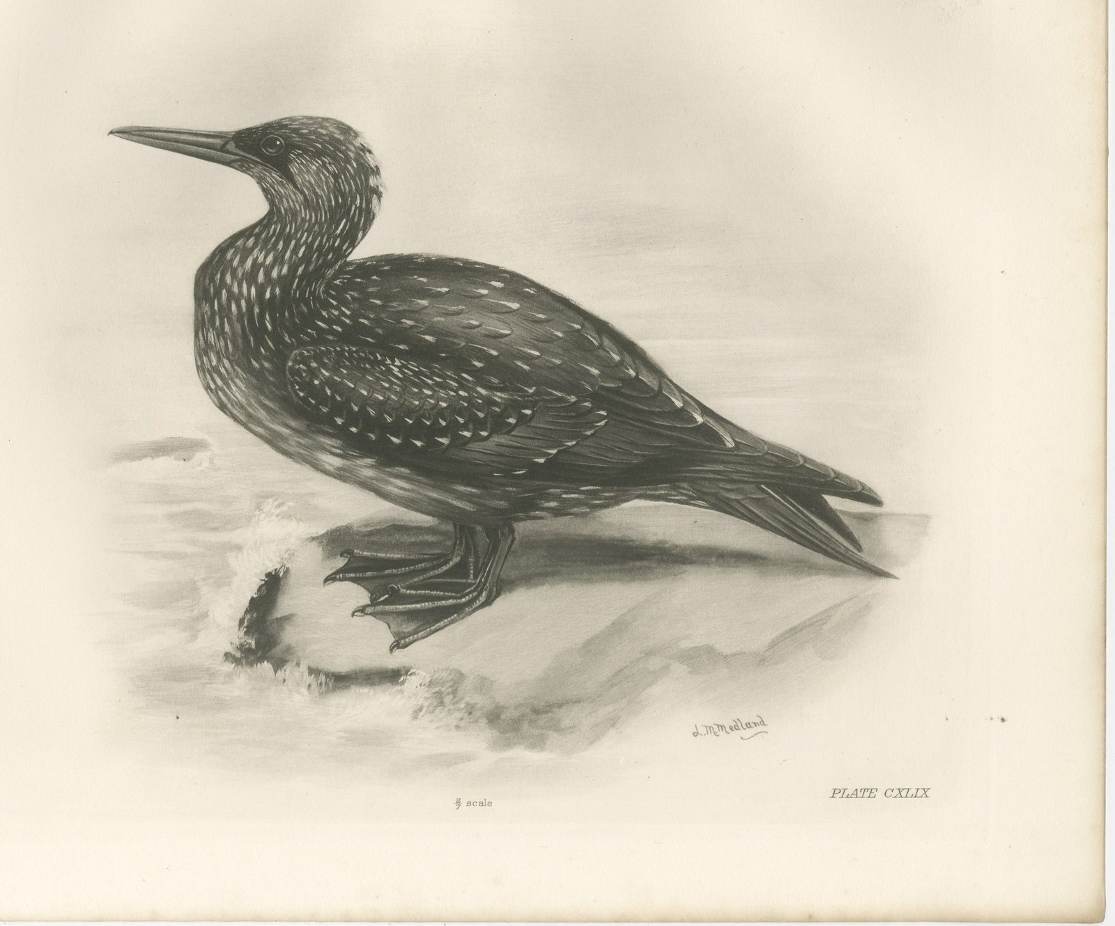 Gannet, Immature, Antique Bird Print after Lilian Medland, circa 1909