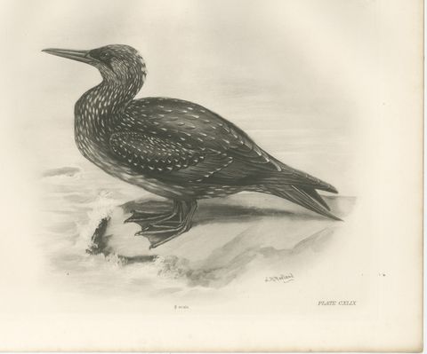 Gannet, Immature, Antique Bird Print after Lilian Medland, circa 1909