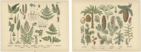 Antique German Botanical Atlas Plates, Tafel 13–14, Ferns & Conifers, 1885, view 4