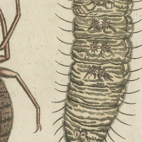 Magnified Insect Larvae and Small Moths, Antique Bertuch Print, circa 1805, close-up 1