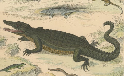 Crocodiles, Lizards & Reptiles Print: Alligator, Monitor, Iguana, Antique 1867, close-up 6
