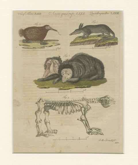 Antique Aardvark, Echidna, Baboons & Skeleton Engraving, Bertuch, close-up 1