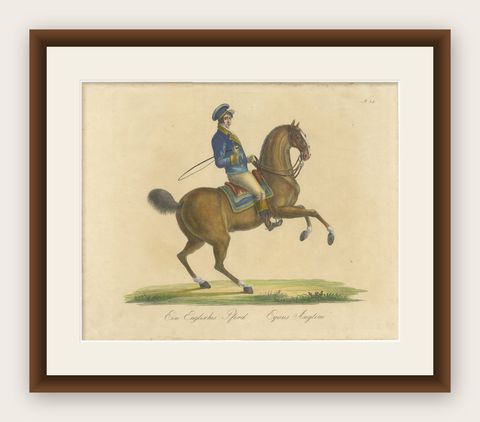 Regency English Horse Lithograph by Brodtmann, Equus Angliae, 1816, shown framed