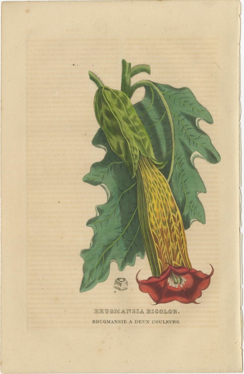 Botanical Rarities: Pristine Hand-Colored Engravings from 1845, view 2