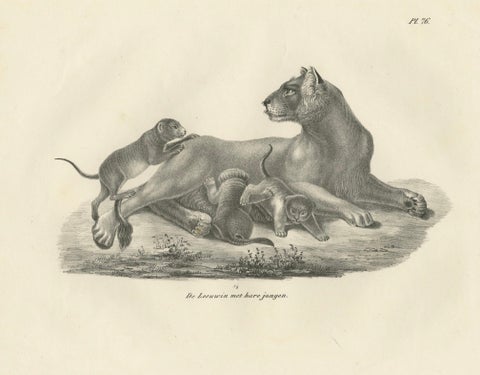 19th-Century Lithograph of a Lioness with Her Playful Cubs in the Wild, close-up 5