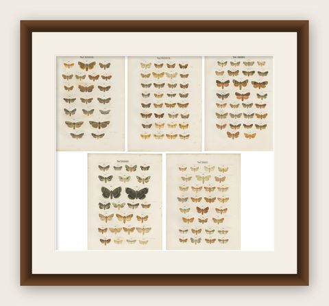 Set of 5 Antique Prints of Various Butterflies and Moths by Ramann, circa 1870, shown framed