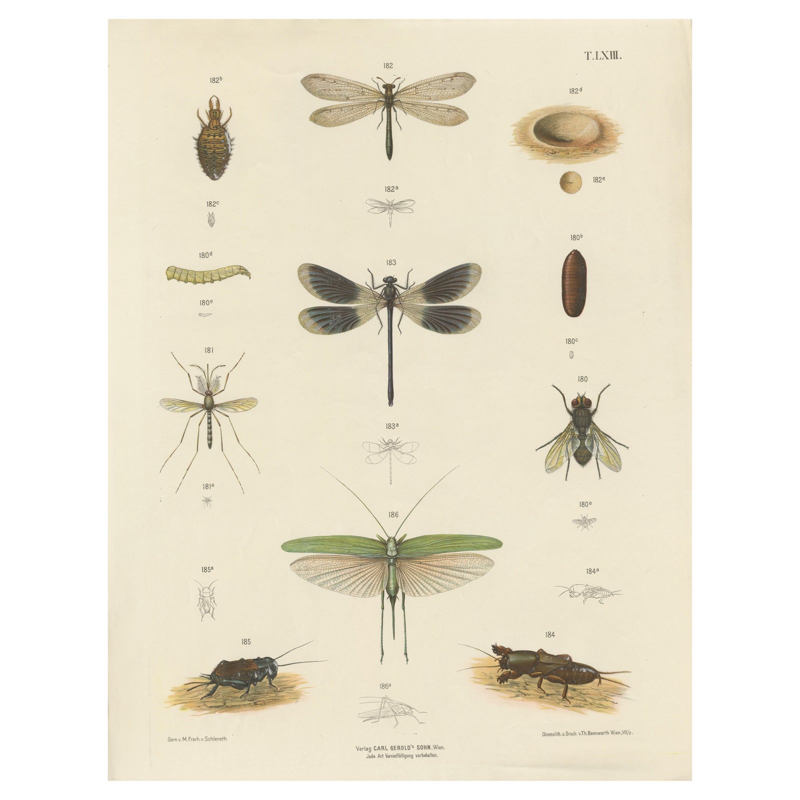Insects and butterflies