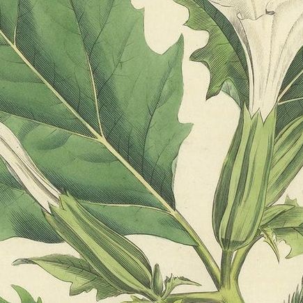 Antique Botany Print of Datura Stramonium by Curtis 'circa 1817', close-up 1