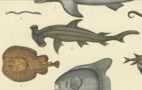 Fishes & Sea Life Print: Shark, Seahorse, Sunfish, Stingray, Antique 1867, close-up 4