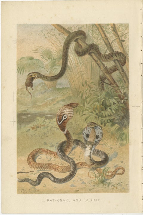 Rattlesnake and Cobras, Antique Reptile Natural History Print, c.1895, view 2