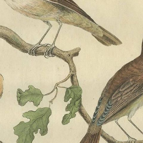 Antique Bird Print of the Nightingale by Sepp & Nozeman, 1789, close-up 1